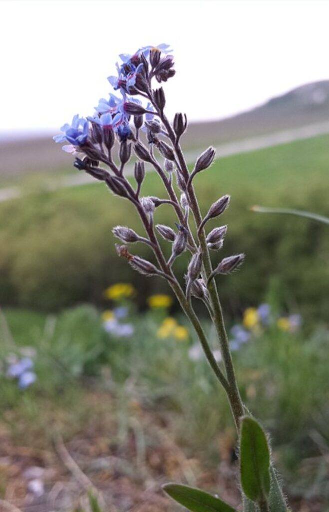 Pomněnka - Myosotis