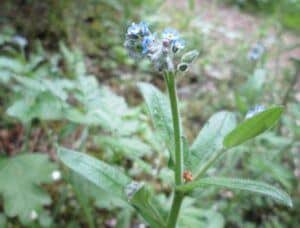 Pomněnka rolní - Myosotis arvensis