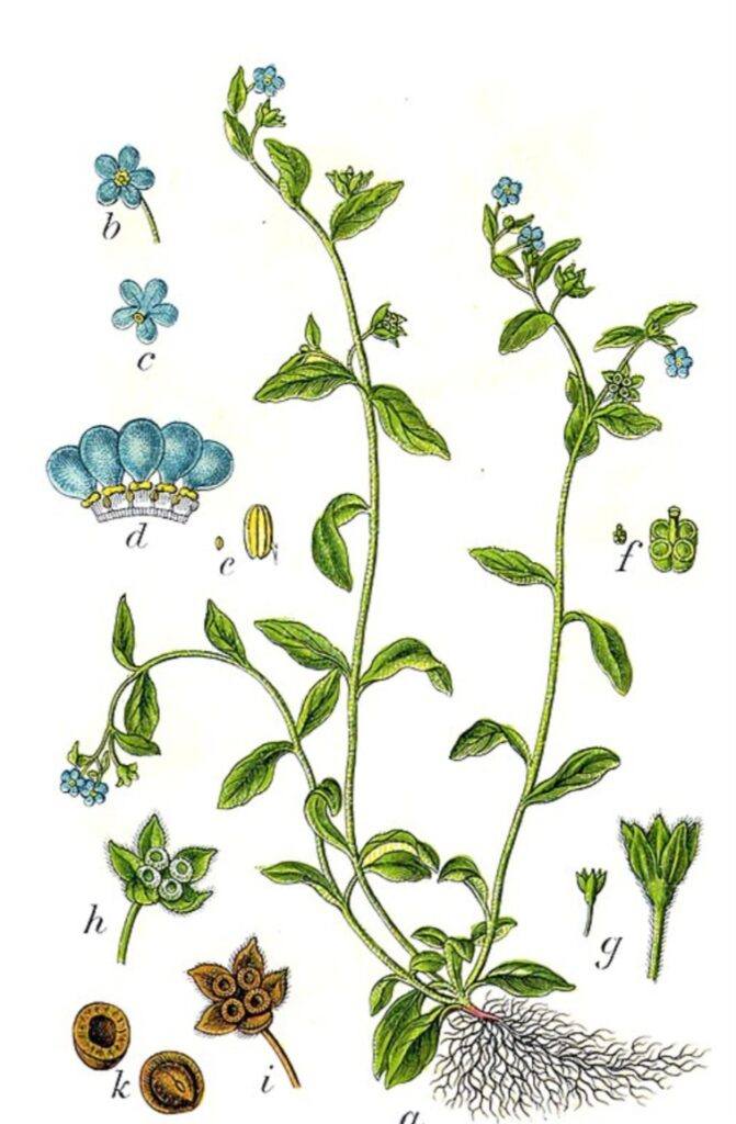 Pupkovec - kresba částí rostliny