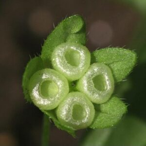 Pupkovec pomněnkový - Omphalodes scorpioides