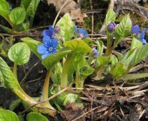 Pupkovec jarní - Omphalodes verna