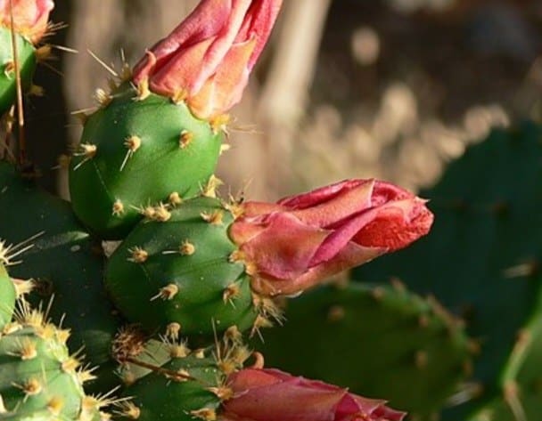 Opuncie květ - opuntia