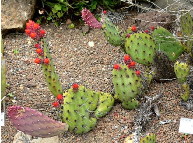 Opuncie - opuntia