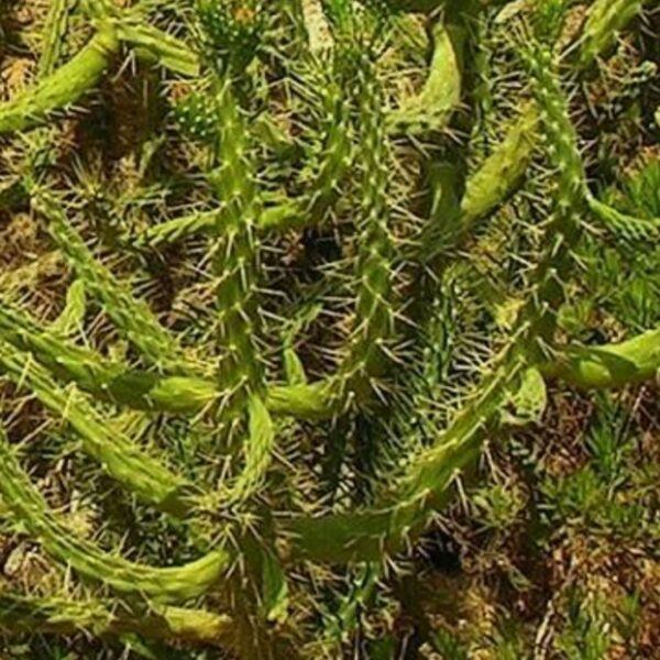 Opuncie větevnatá - Austrocylindropuntia subulata