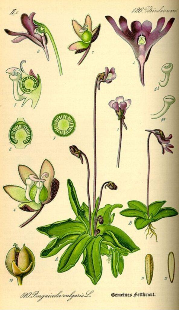 Tučnice - nákres rostliny