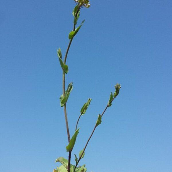 Penízek prorostlý - Microthlaspi perfoliatum