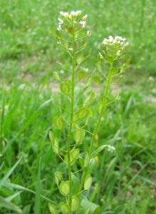 Penízek rolní - Thlaspi arvense