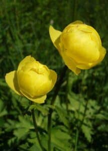 Upolín nejvyšší - Trollius altissimus