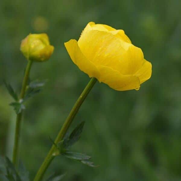 Upolín evropský - Trollius europaeus