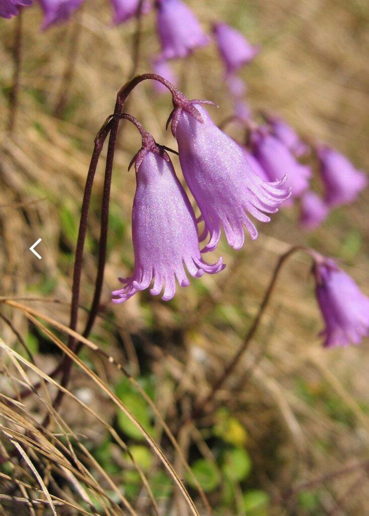 Dřípatka - Soldanella