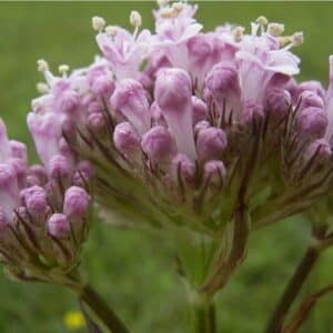 Kozlík květ - Valeriana