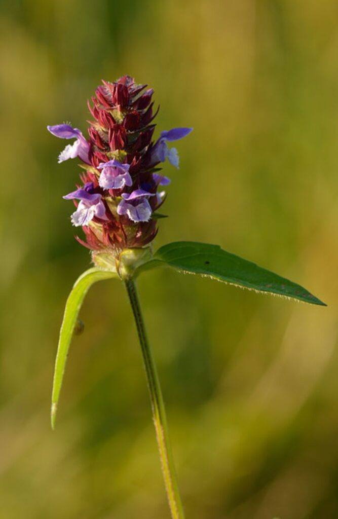 Černohlávek - Prunella