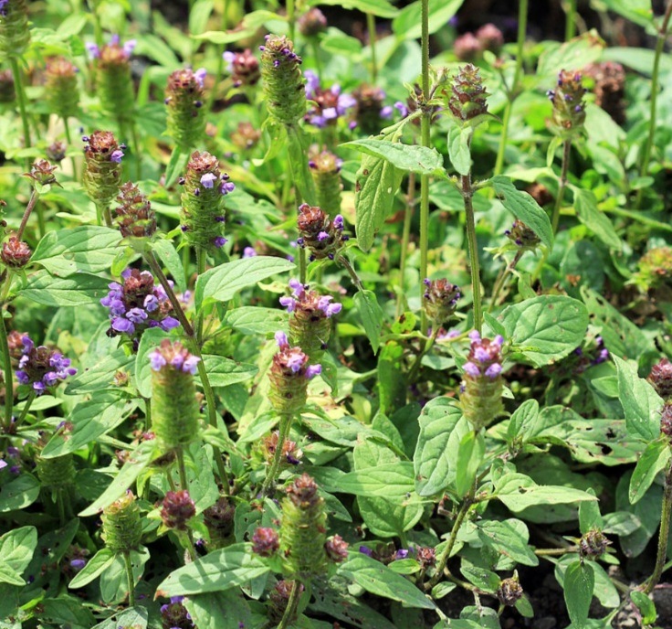 Černohlávek obecný - Prunella vulgaris