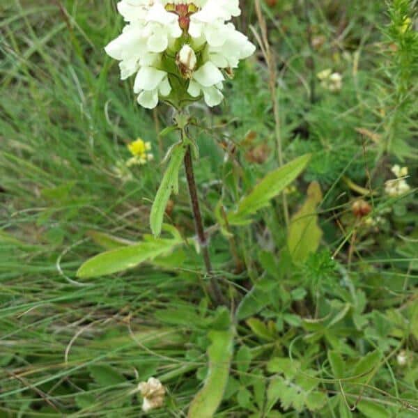 Černohlávek dřípený - Prunella laciniata