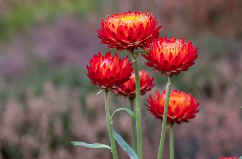 Smil listenatý (Helichrysum bracteatum)