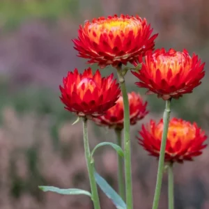 Smil listenatý (Helichrysum bracteatum)