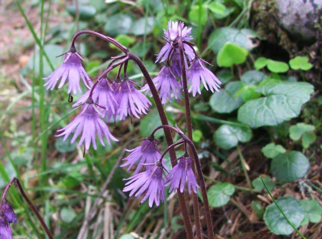 Dřipatka karpatská (Soldanella carpatica)​