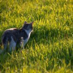 Hnojení trávníku 5 cat on the grass 1