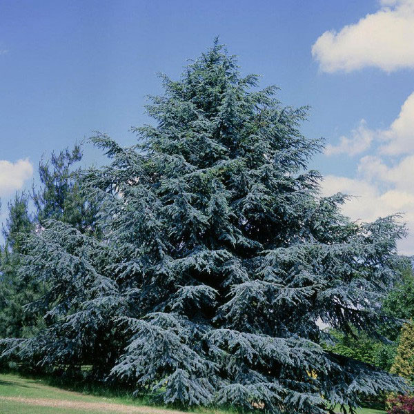 Cedr atlaský (Cedrus atlantica)​
