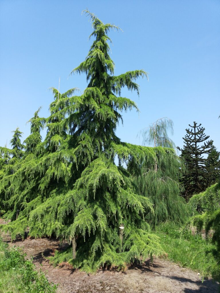 Cedr himálajský (Cedrus deodara)​