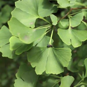 Ginkgo biloba listy