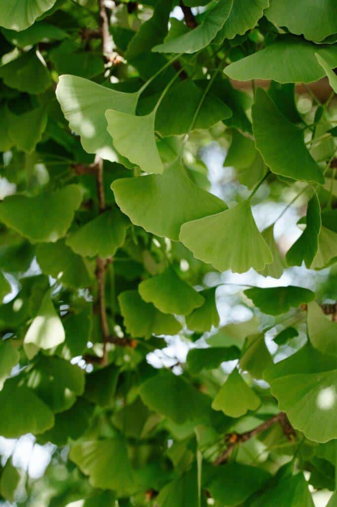 Jinan dvoulaločný - Ginkgo biloba