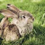 Hnojení trávníku 1 mommy s rabbit and baby bunny rabbit sitting on the grass cute animals 1