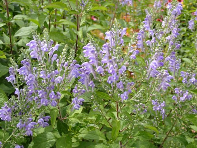 Šišák šedý - Scutellaria incana ​