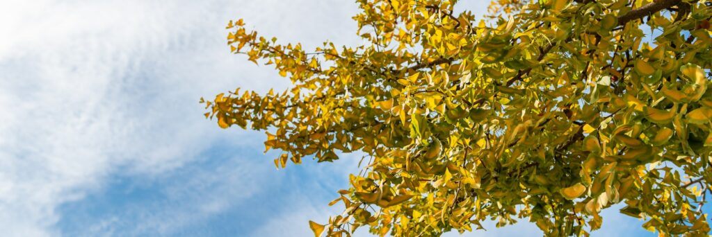 Ginkgo biloba pěstování