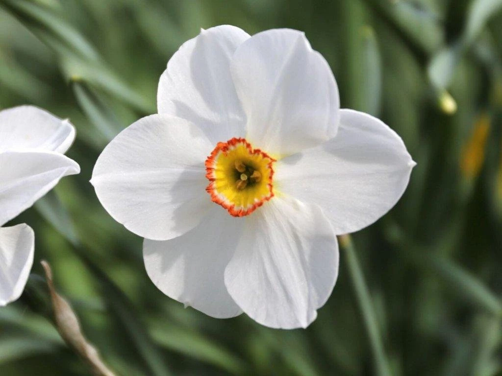 ‘Actaea’