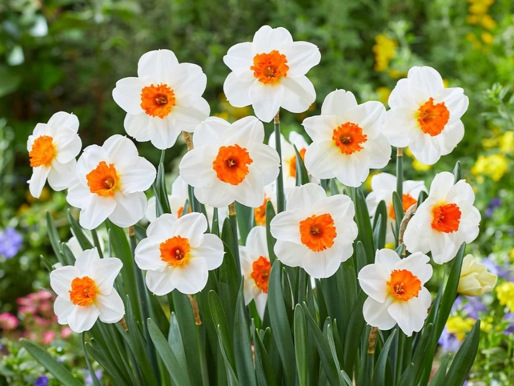 ‘Barrett Browning’