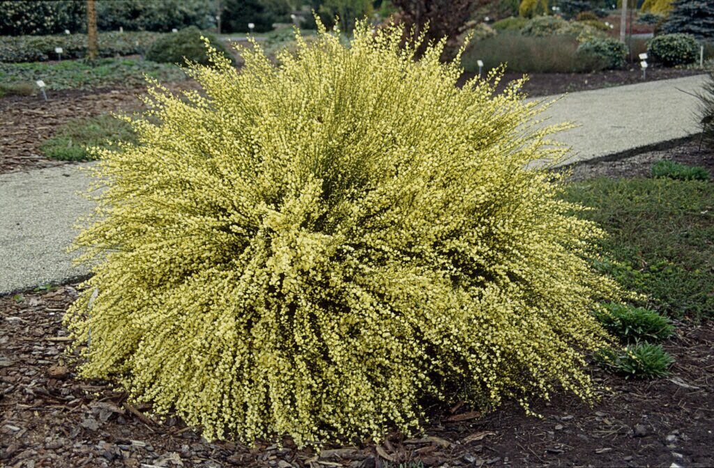 Čilimník raný (Cytisus × praecox)​