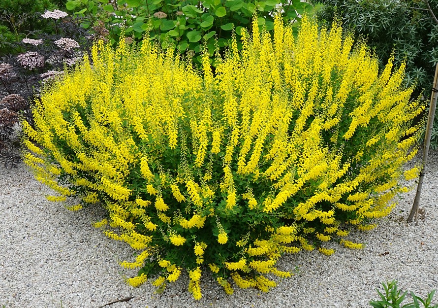 Čilimník černající (Cytisus nigricans)​
