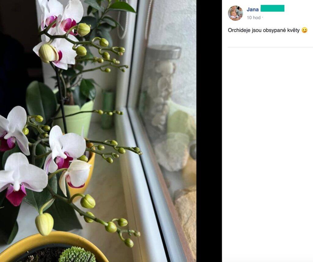 Hnojivo na orchideje 11 2023 10 06 06 19 15
