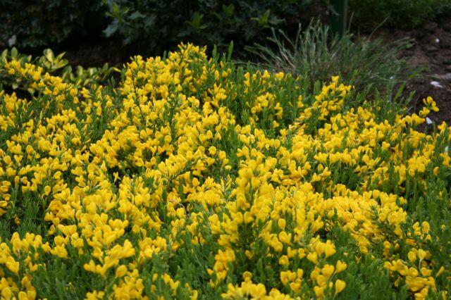 Čilimník rozložený (Cytisus decumbens)​
