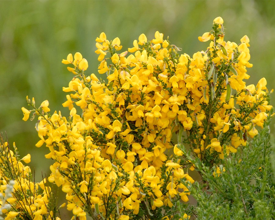 Janovec metlatý (Cytisus scoparius)​