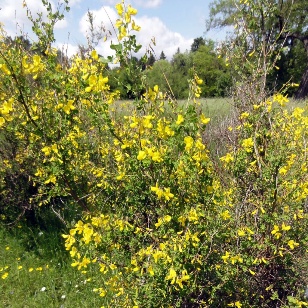 Čilimník nízký (Cytisus supinus)​