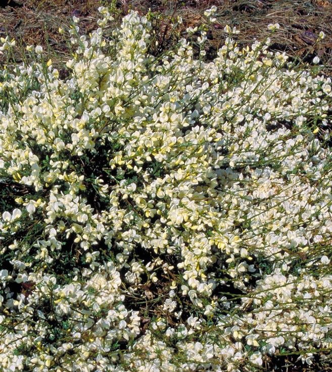 Čilimník kewský (Cytisus kewensis)​