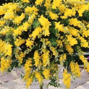 Čilimník na kmínku