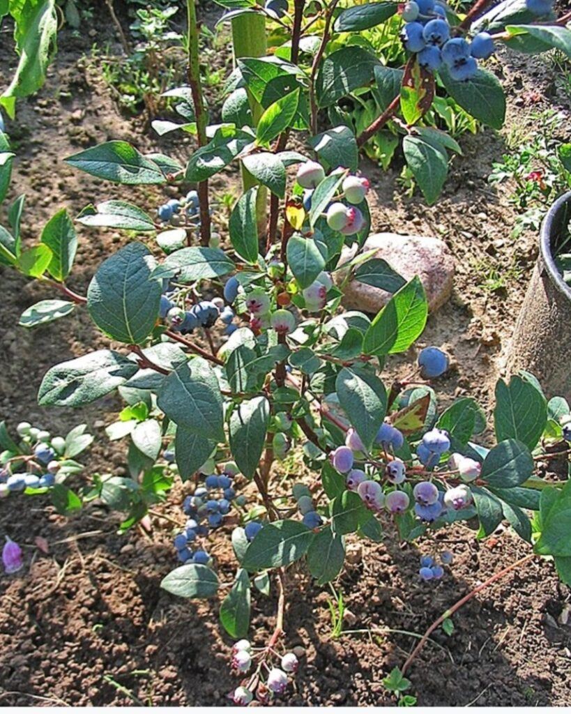 Kanadské borůvky (Vaccinium corymbosum)