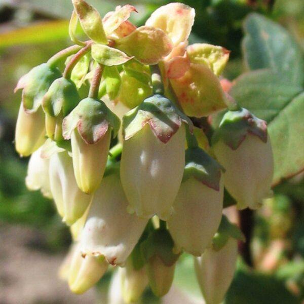 Kanadská borůvka - Vaccinium myrtillus