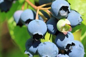 kanadská borůvka plody