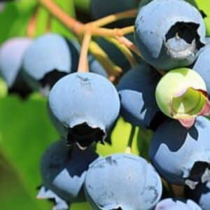 Kanadská borůvka ‚Bluecrop‘