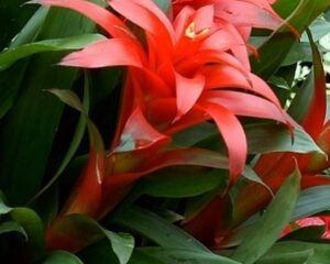 Bromélie - Bromelia