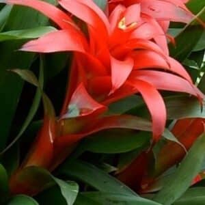 Bromélie - Bromelia