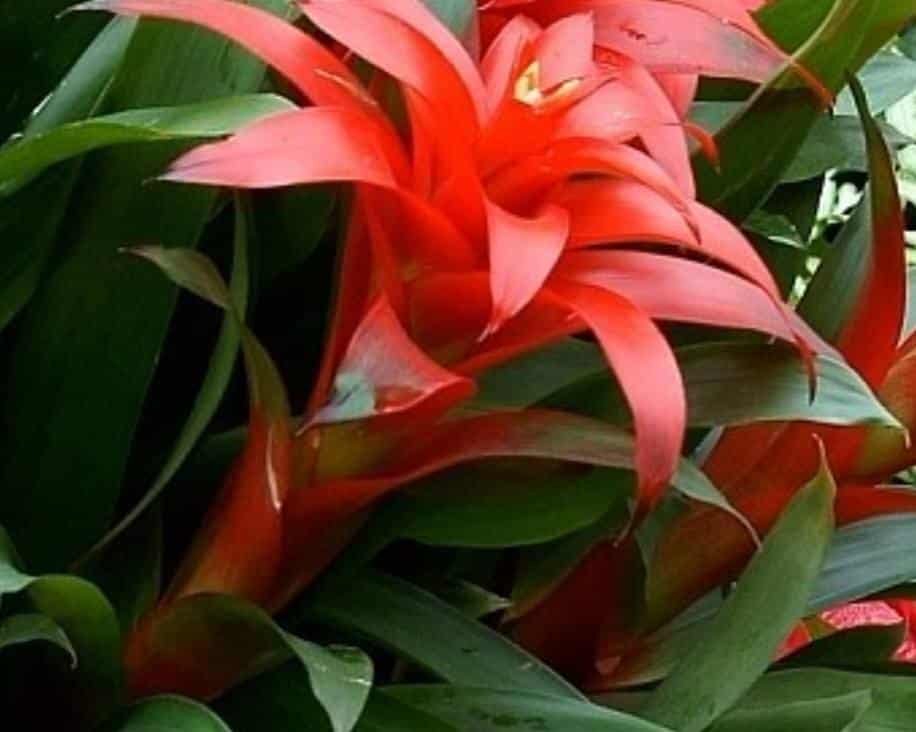 Bromélie 9 Bromélie - Bromelia