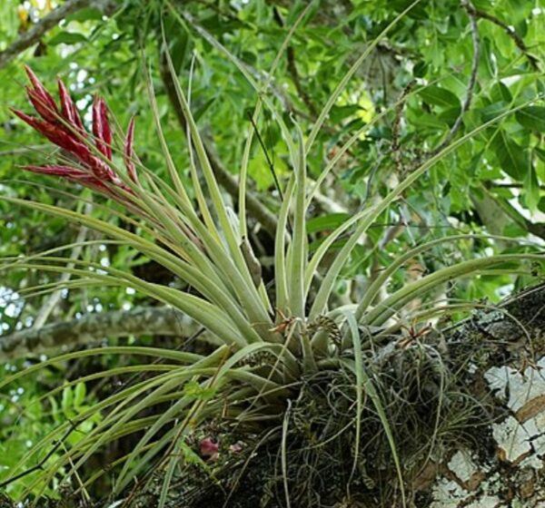Bromélie 14 Bromélie tillandsia