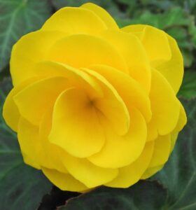 Begonie květ (begonia)