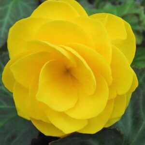 Begonie květ (begonia)