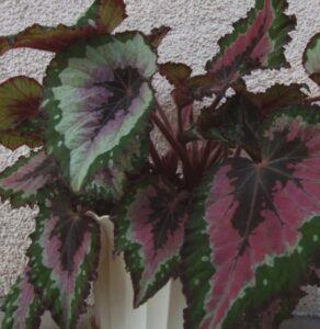 Begonie 12 Begonie královská - Begonia rex